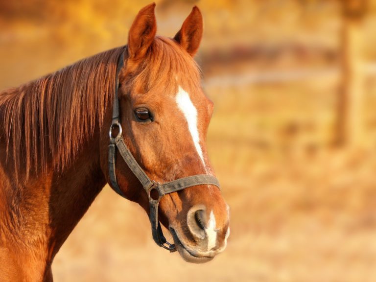 Pilot project ensures access to livestock emergency response trailers