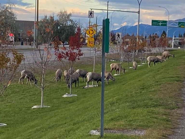 Speed limit reduction touted as a win for Columbia Valley bighorn sheep