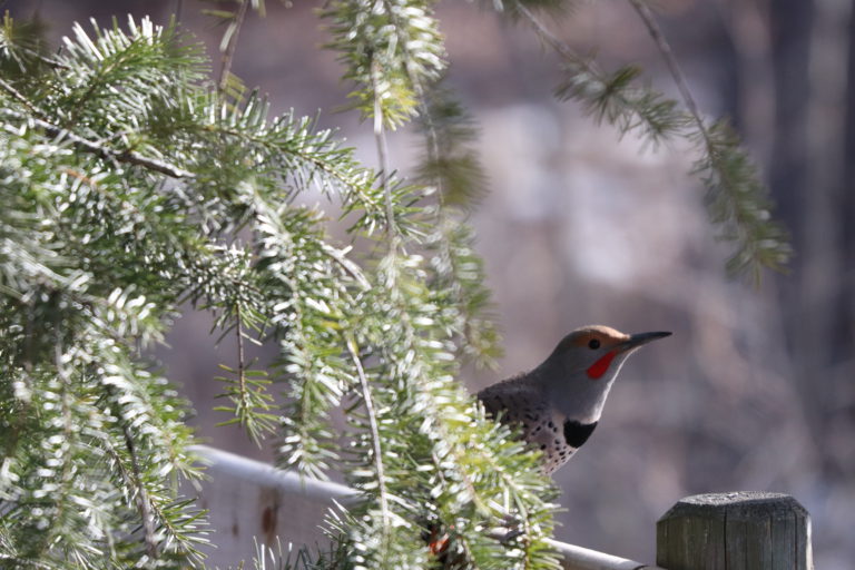 Christmas Bird Count