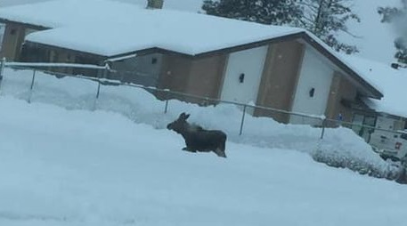 Conservation officers tracking young moose spotted in Cranbrook