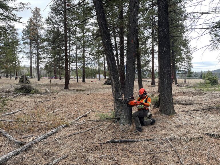 Fire mitigation work underway near Wasa
