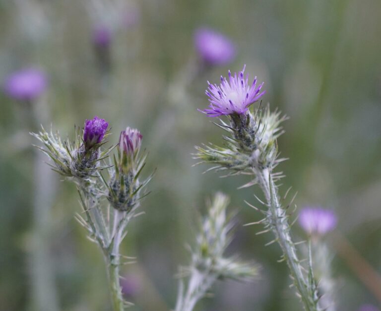 Death coming for noxious weeds