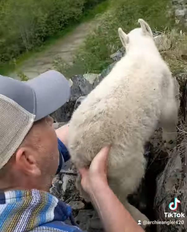 Baby mountain goat rescued by Kimberley resident and friends