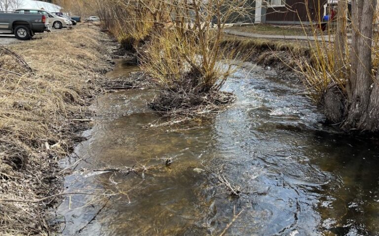 Work to remove invasive plants along Joseph Creek to start