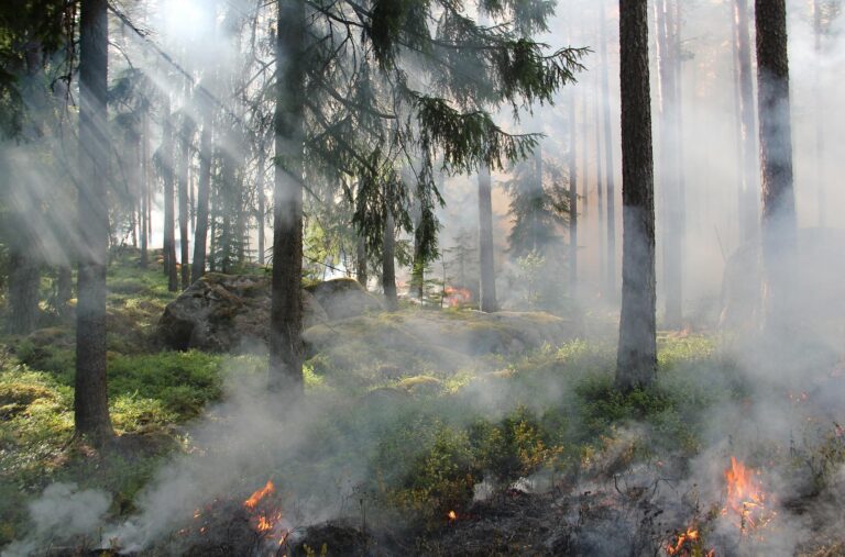 BC Wildfire Service warns of increased fire risk