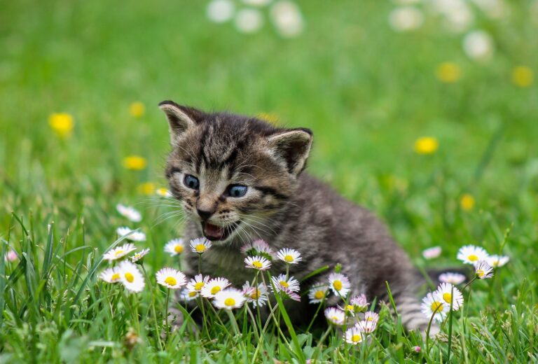 Cranbrook kitten rescued from old water well