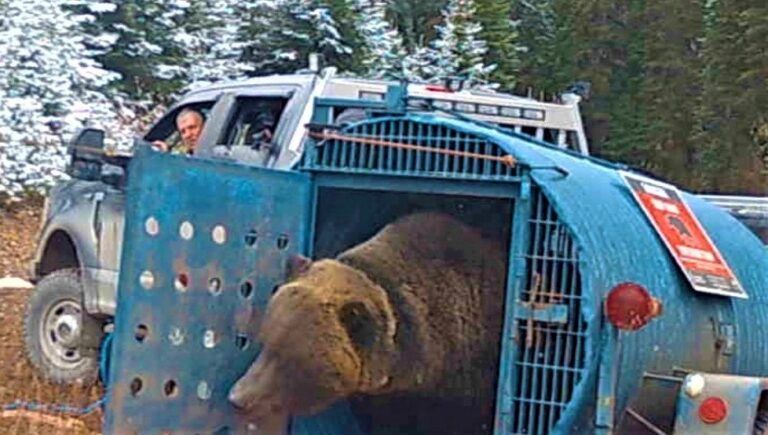COs relocate grizzly bear after it killed three miniature horses