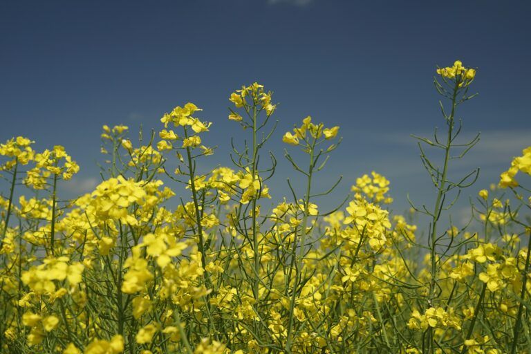 Canola seed production site opens in Cranbrook