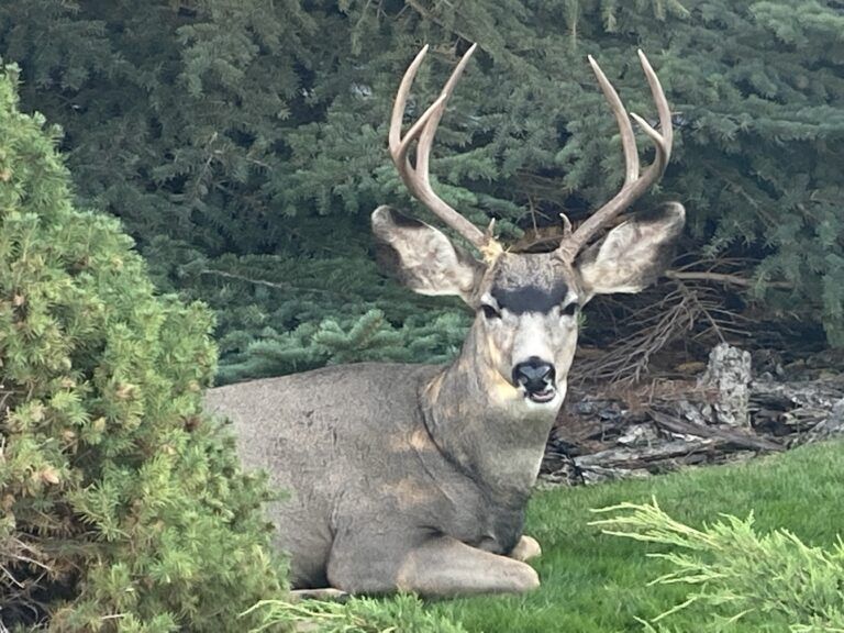 One case of CWD detected from urban deer testing