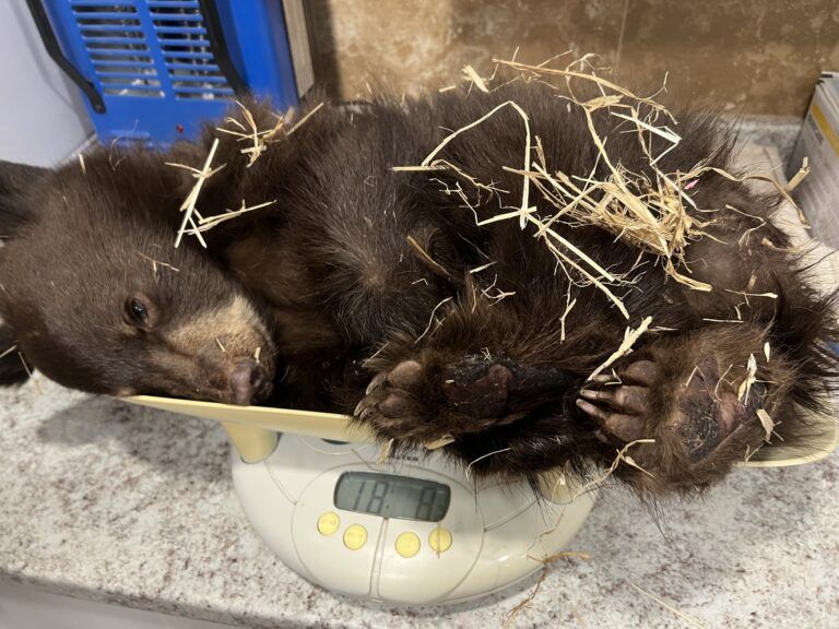 Wildlife rehabilitation centre takes in bear cub from Fernie area