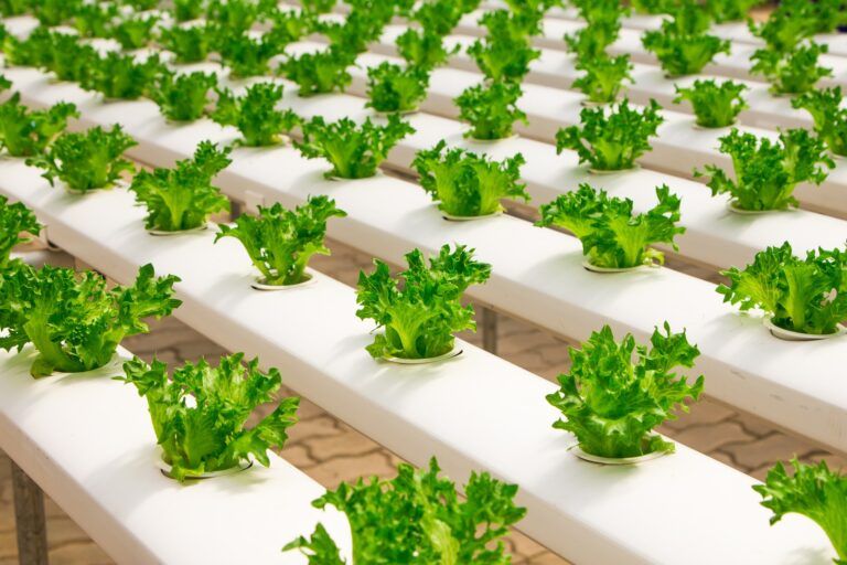 Indoor pod garden aims to improve Fernie’s food security