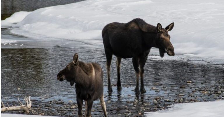 Moose on the loose in Fernie