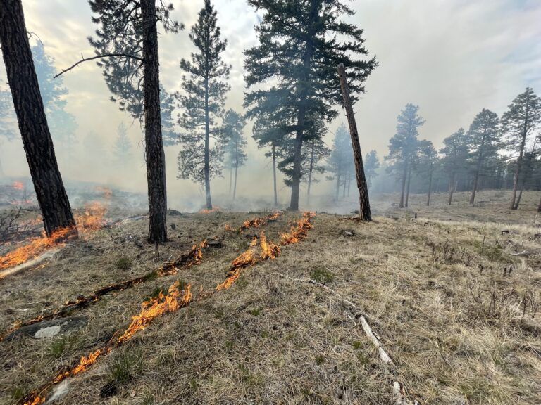 City receives CBT funds for wildfire mitigation