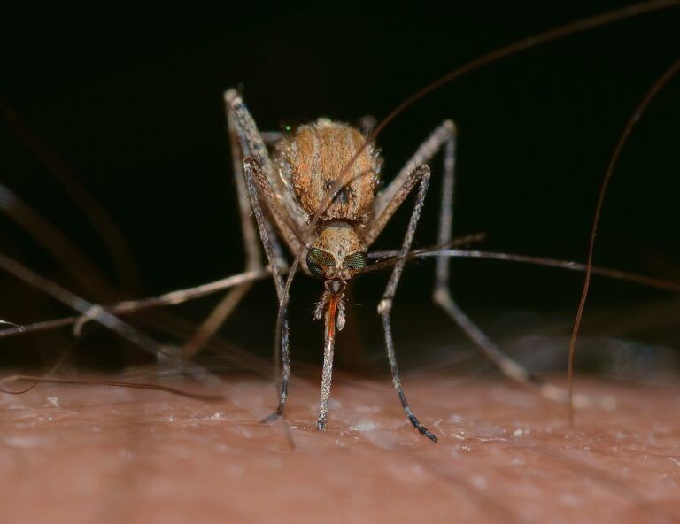 Sparwood set to start mosquito control program
