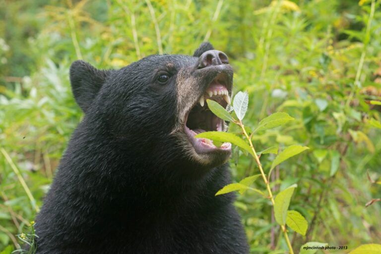 Program opens to help Elk Valley residents deter bears