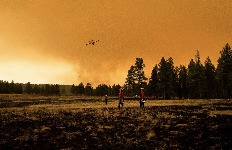 Cranbrook asking public to help create wildfire resiliency plan