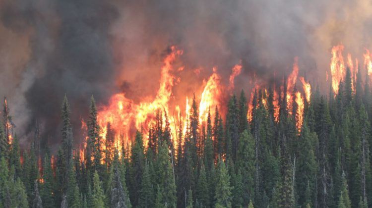 Fire risk in Cranbrook area reaches extreme danger