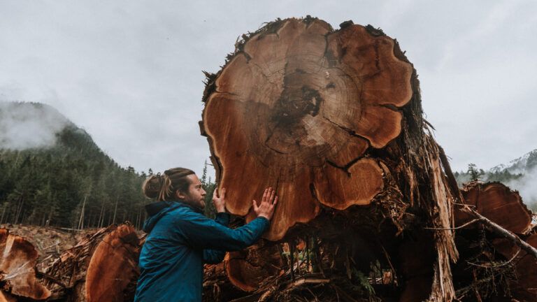 UPDATED: Wildsight presses for old-growth protection