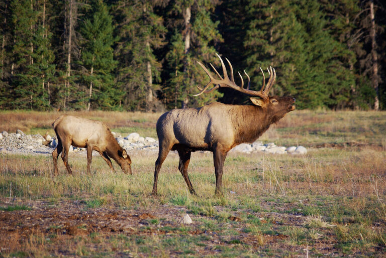 Nature Trust of BC launches fundraiser to protect East Kootenay wildlife corridor