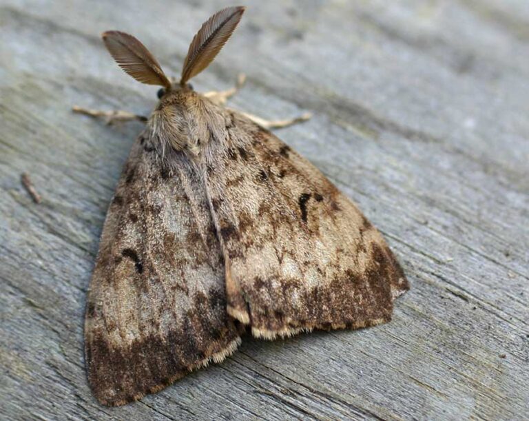 B.C. sets window for invasive moth spraying