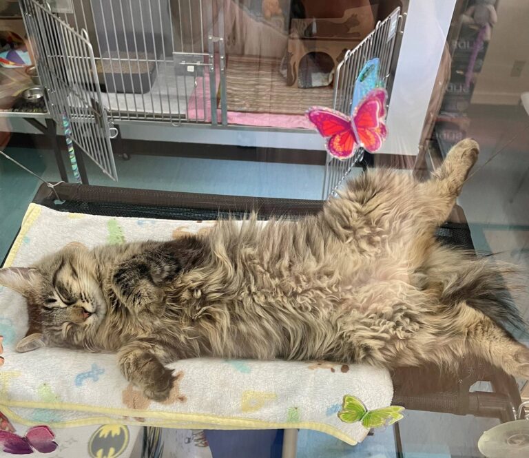 SPCA briefly evacuated due to brush fire