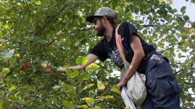 Wildsight volunteers harvest almost 2,200 pounds of apples in 2024
