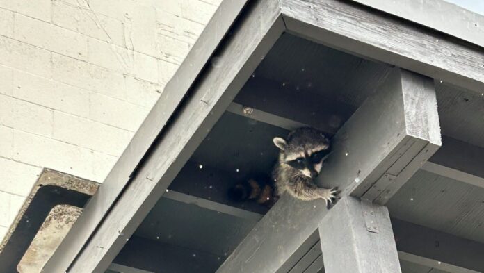 Raccoon Nelson