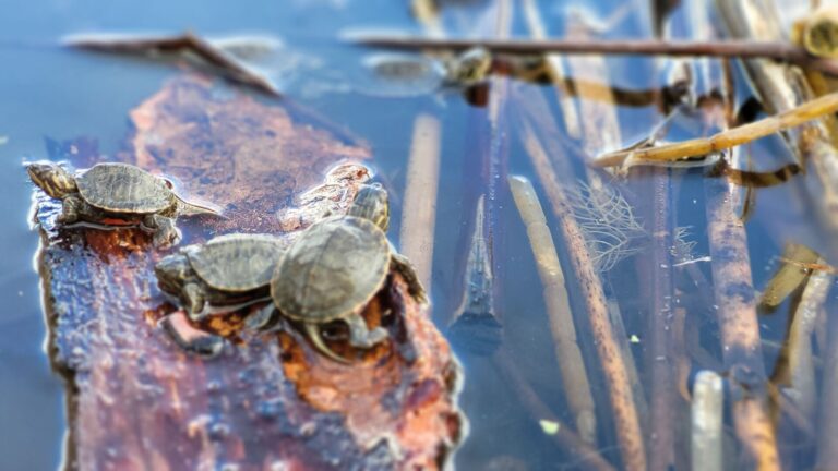 Are you turtley enough for Turtle Day?