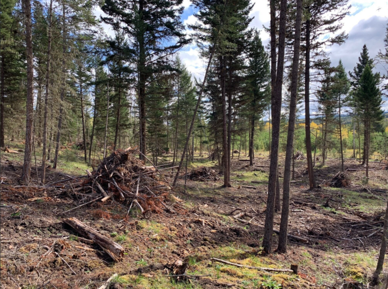 Nine Kootenay-based projects get forest management funding