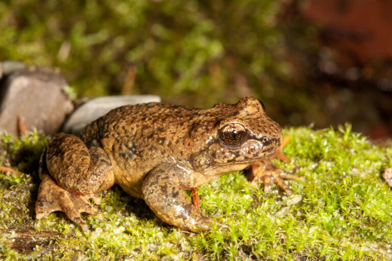 New key biodiversity areas identified in the Kootenays